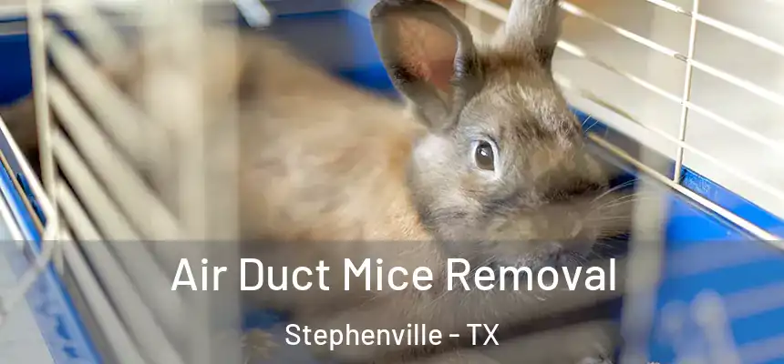  Air Duct Mice Removal Stephenville - TX